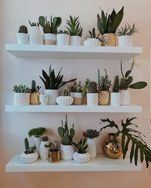 Diferentes vasos de porcelanas de plantas para usar na decoração