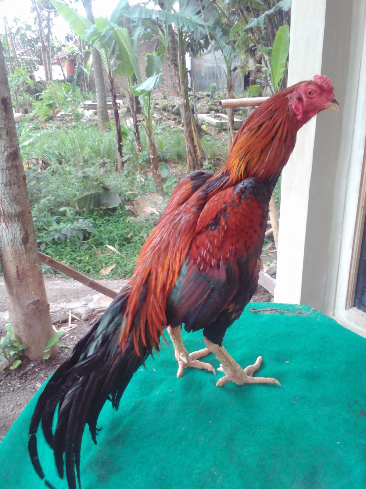JUAL AYAM BANGKOK MURAH DAN BERKUALITAS