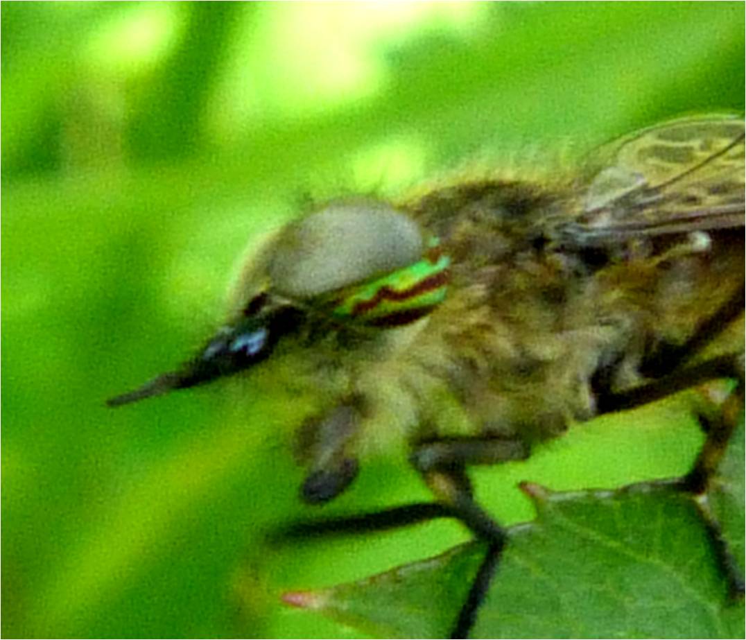 Insects of Scotland: Mosquitoes/Midges/Horseflies