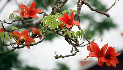 Hơi thở mùa Xuân Hơi thở mùa Xuân