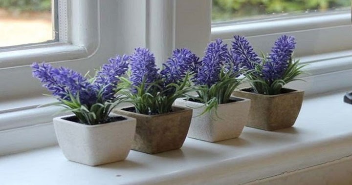 Nama Bunga Bahasa Latin / Meskipun bukan bunga tetapi