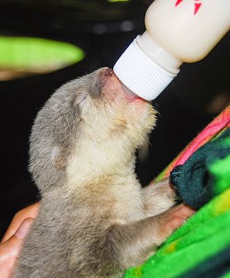 Aonyx cinerea-Asian small clawed otter