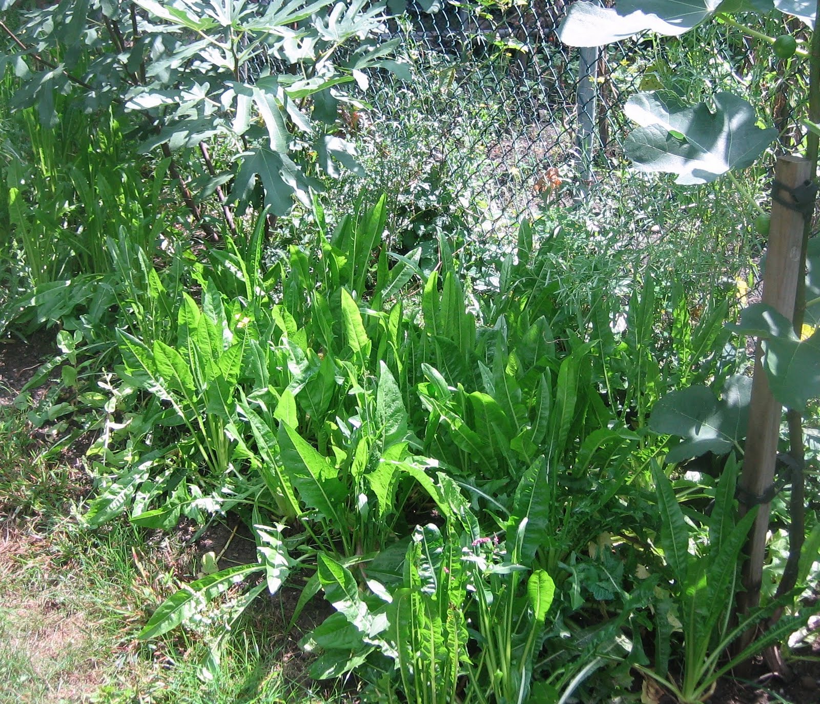 LA CASA E IL GIARDINO Dandelions and Fava Beans Cicoria e Fave