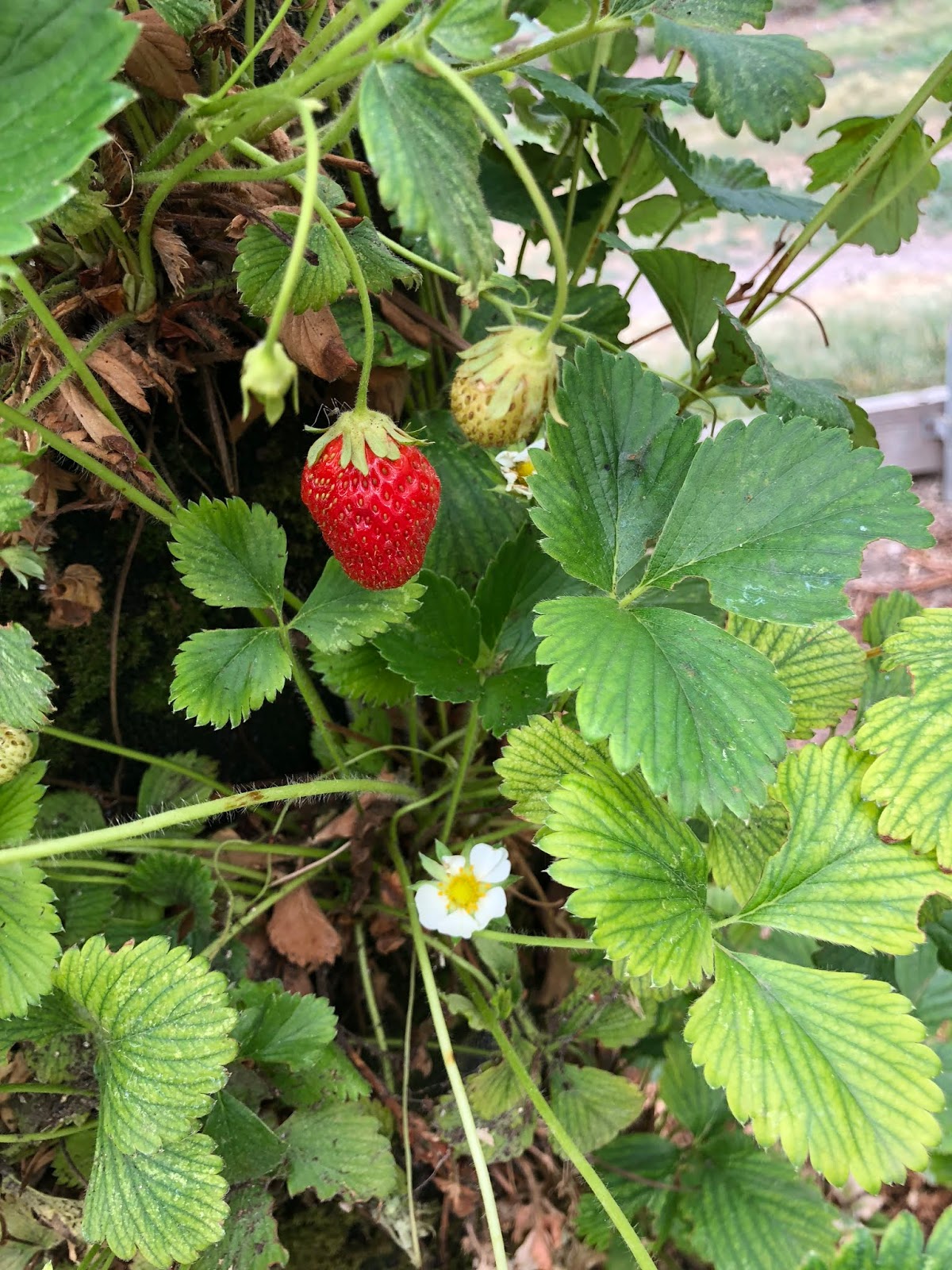 Co horts growing strawberries vertically 