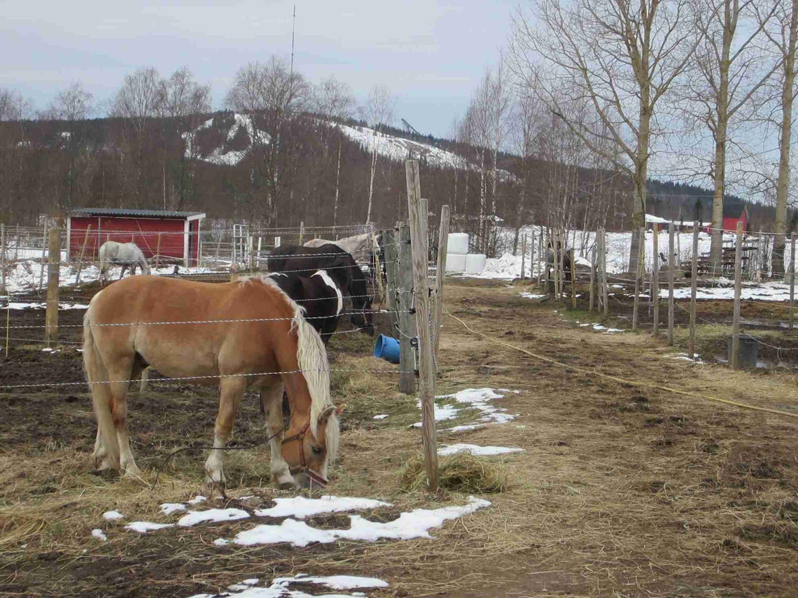 Tellington TTouch for horses in Finland 🇫🇮 - Bien-être et performance  pour votre cheval