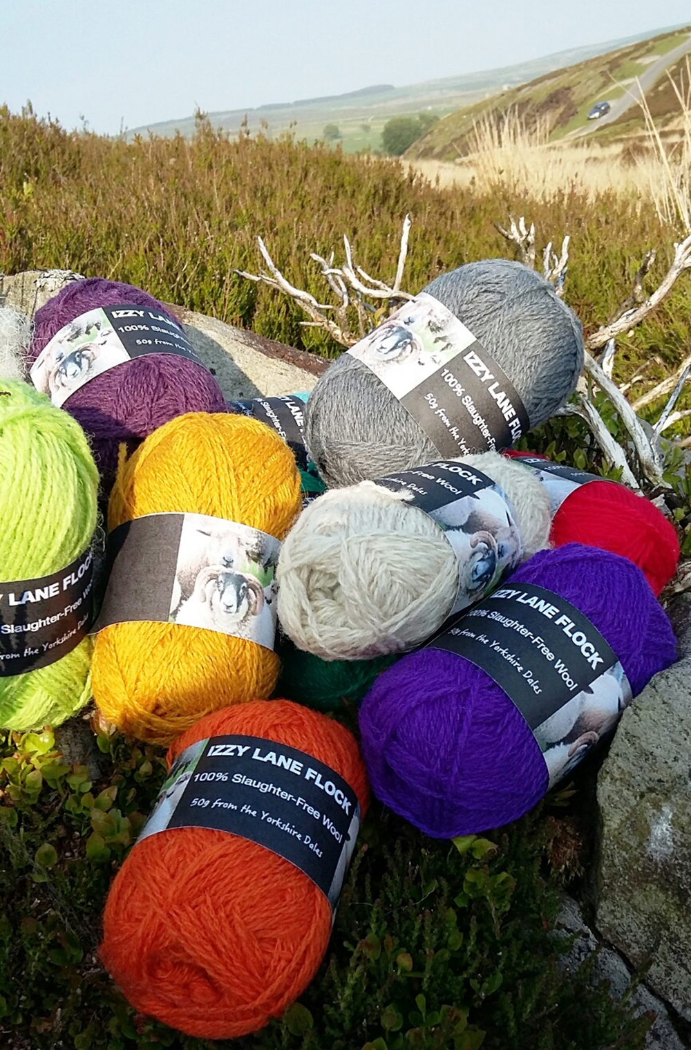 A Woolly Yarn Last Chance For Izzy Lane Cruelty Free Wool Crowdfunder