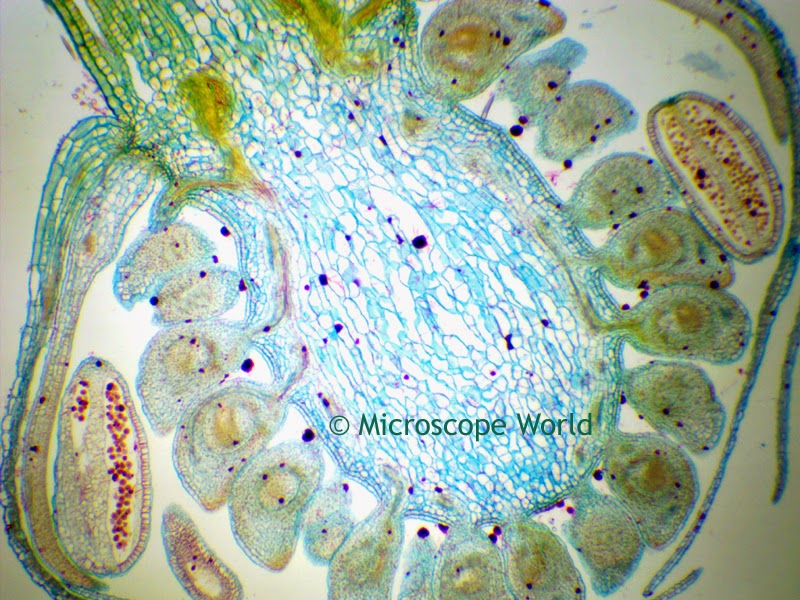 Ranunculus under the microscope at 40x