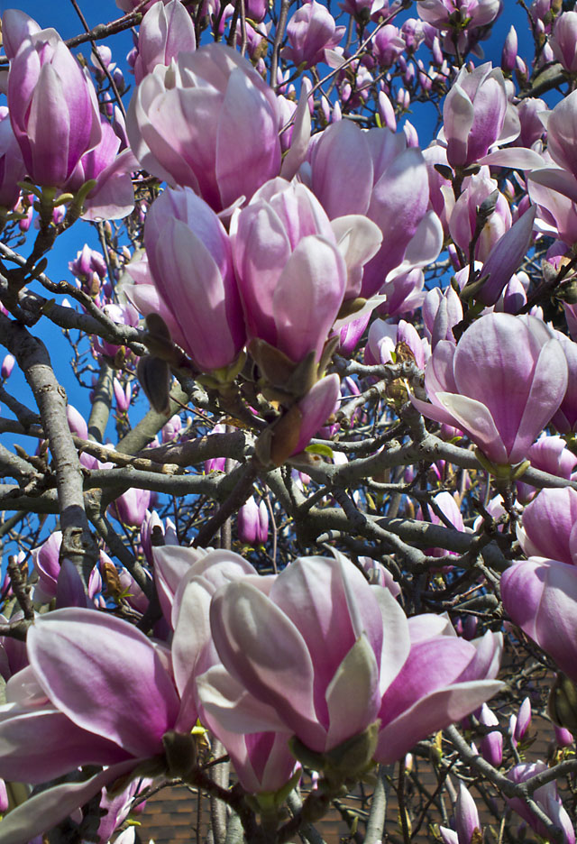 Rockin' On London Daily Photo Magnolia blossoms threatened