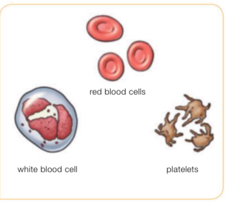 CeipToursScience6 UNIT 4 NATURAL SCIENCE NUTRITION II