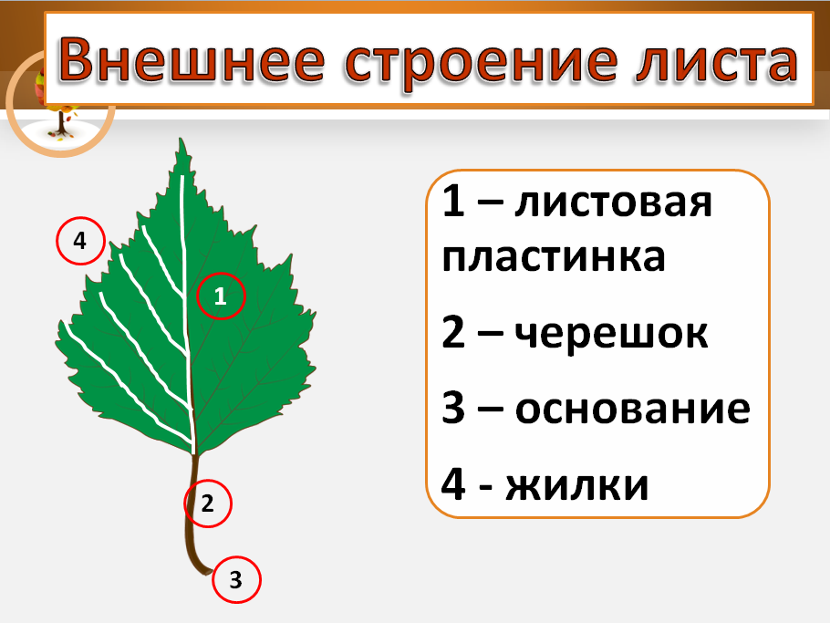 Внешнее строение листа. Строение листа дерева. Из чего состоит лист. Внешнее строение листа 7. Из чего состоит лист дерева.