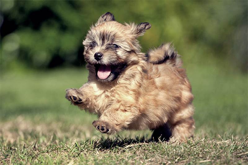 Evinizde Besleyebileceğiniz Sevimli 8 Köpek Türü https://www.listeblogu.com/2019/01/evinizde-besleyebileceginiz-sevimli-8.html