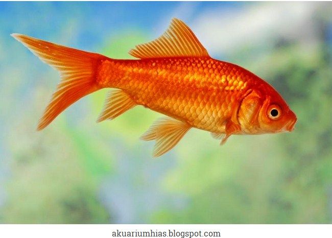 Jenis Ikan Komet Terbaru Yang Populer Dipelihara Saat Ini Jenis Ikan Komet Terbaru Yang Populer Dipelihara Saat Ini