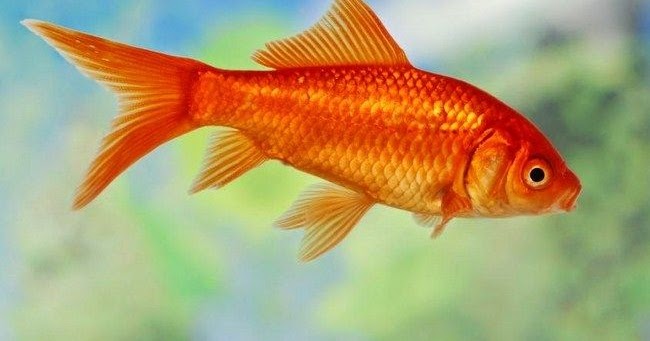 Jenis Ikan Komet Terbaru Yang Populer Dipelihara Saat Ini