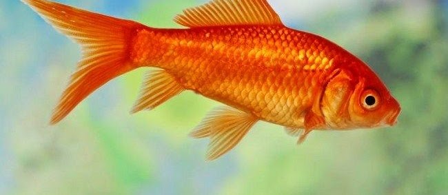 Jenis Ikan Komet Terbaru Yang Populer Dipelihara Saat Ini