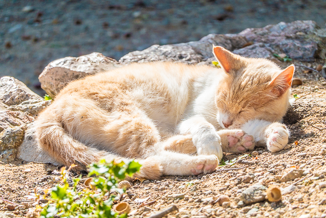 Cats of Greece - cats are commonplace in Greece. They are well taken care of by the community and very friendly. You can even pet them if you wish! Here are some of the cats we found in Poros, Epidavros, Náfplio, and Hydra. #cats #travel #greece #europe Cats of Greece - cats are commonplace in Greece. They are well taken care of by the community and very friendly. You can even pet them if you wish! Here are some of the cats we found in Poros, Epidavros, Náfplio, and Hydra. #cats #travel #greece #europe