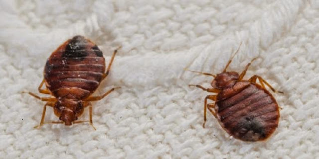 Ingin Kamar Tetap Sehat? Anda Bisa Memulai Dengan Cara-Cara Berikut Ini Ingin Kamar Tetap Sehat? Anda Bisa Memulai Dengan Cara-Cara Berikut Ini