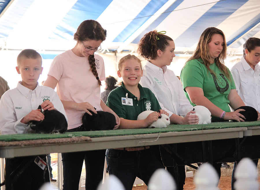 the hurricane ranch: 4-H : a year with rabbits