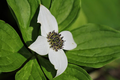 Cornus canadensis (Canadian Bunchberry)
