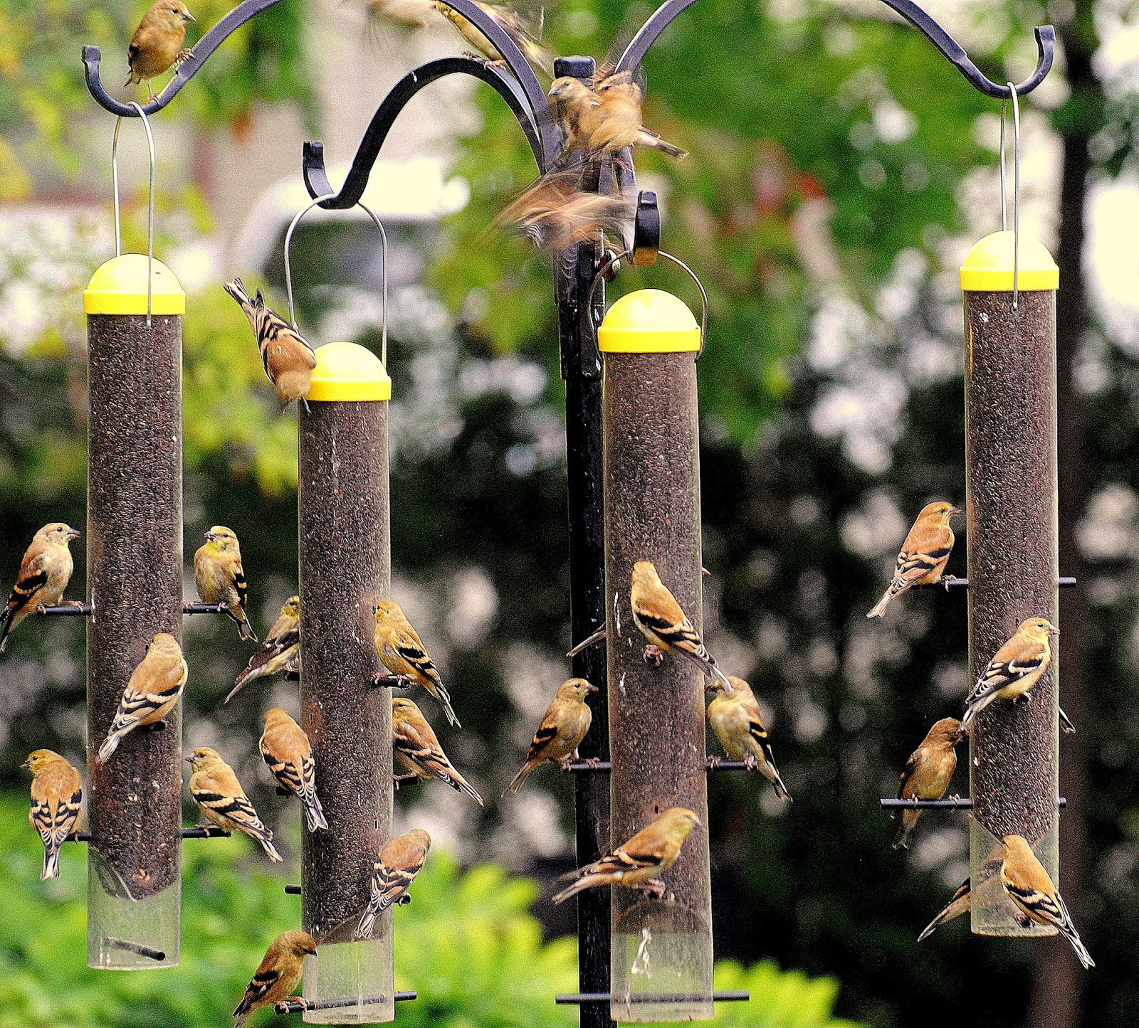 BARRY the BIRDER: Goldfinches flock back