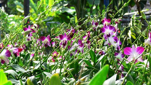 NTO  Trồng hoa lan trên đất Ninh Thuận