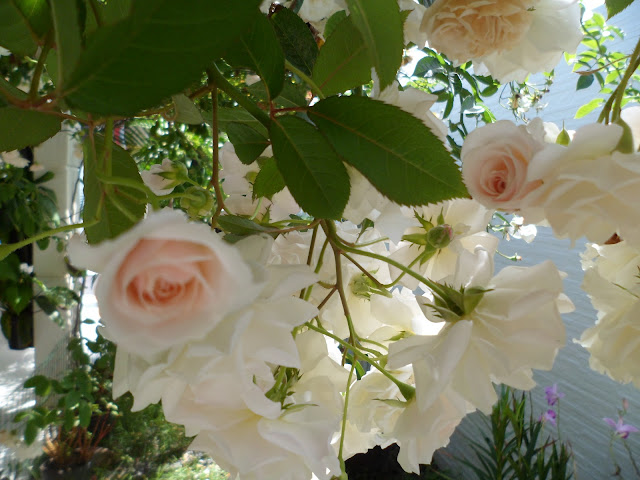 meu jardim - buquê de rosas