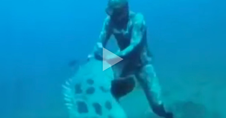 Diver attacked by giant fish