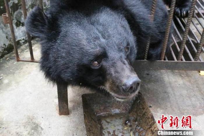 Ingatkan Bela Anjing Rupa Rupanya Beruang Hitam
