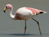 flamingo wallpapers hd