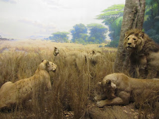 DECIMOQUINTO DÍA-2 Noviembre: ÚLTIMO DÍA. MUSEO DE HISTORIA NATURAL. - Desayuno en Nueva York y un Paseo por Washington (5)