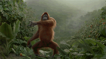 Orangutans dance