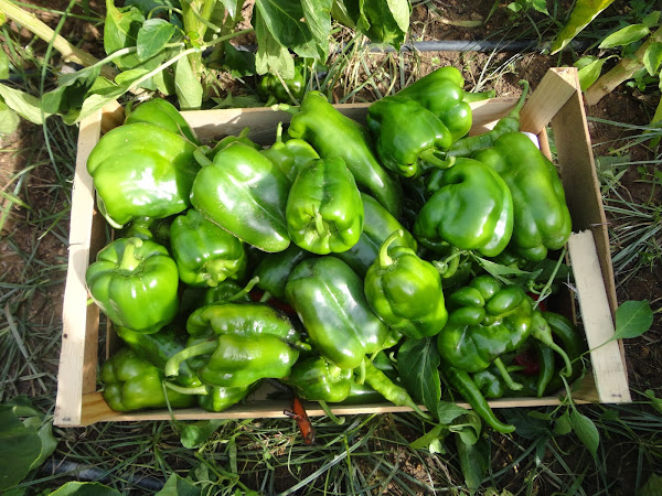 COSECHA DE PIMIENTOS CUATRO CARAS.