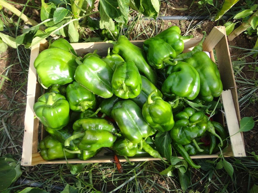 COSECHA DE PIMIENTOS CUATRO CARAS.