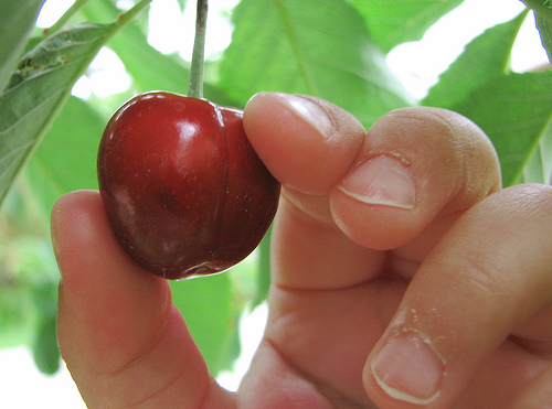 picking a cherry