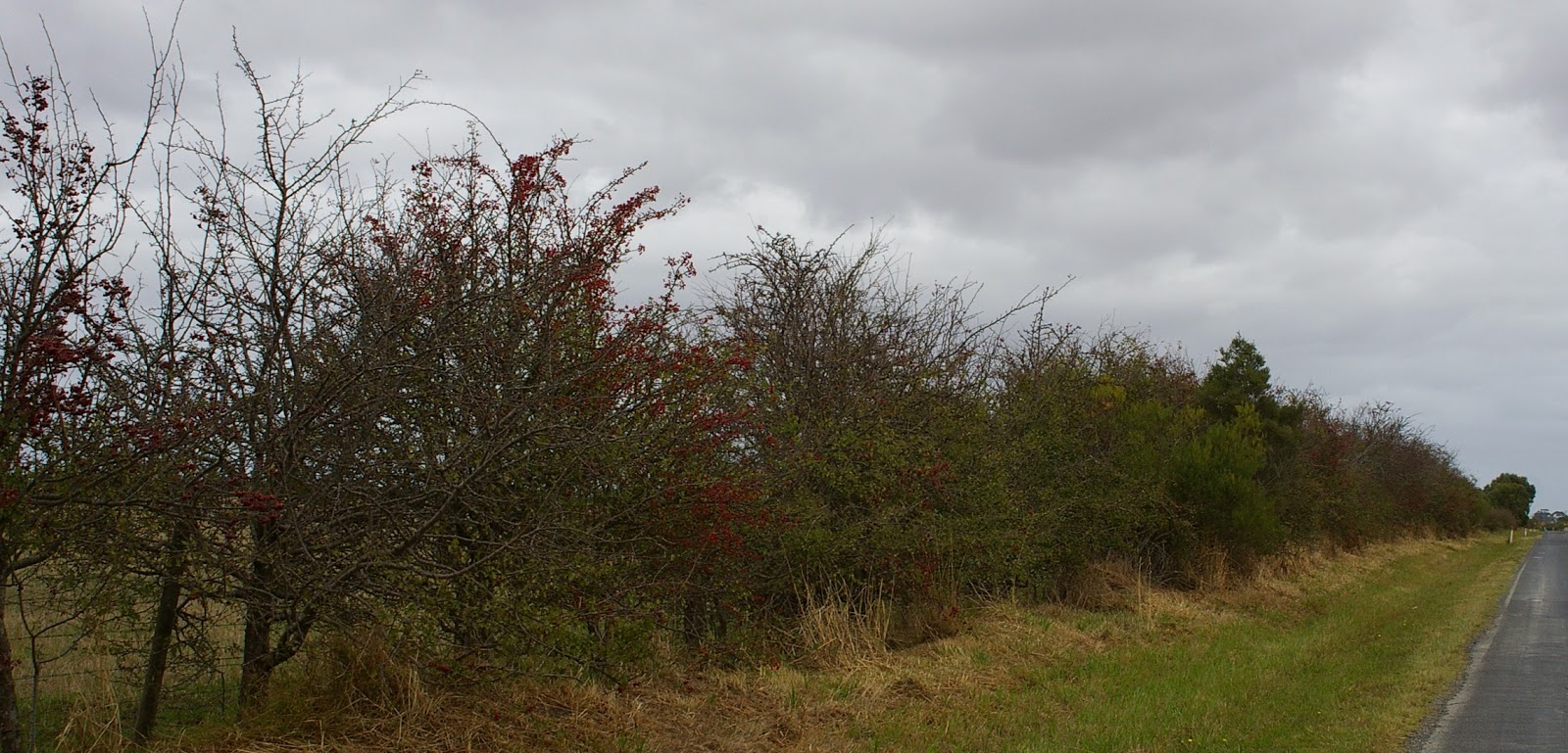 Casey Cardinia links to our past Farm Hedges
