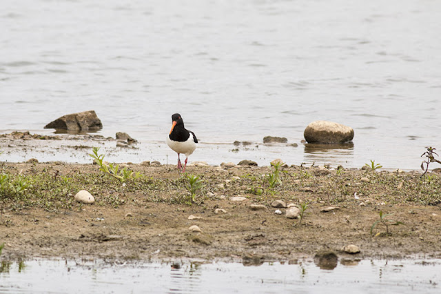 Oystercatcher Oystercatcher