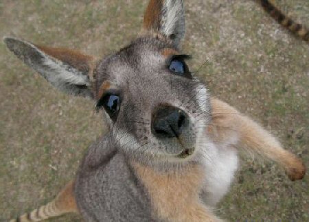 http://4.bp.blogspot.com/-okvZXOteAUs/TuckzxibIpI/AAAAAAAAABM/Cw1Uw6UwyUU/s1600/baby_kangaroo.jpg