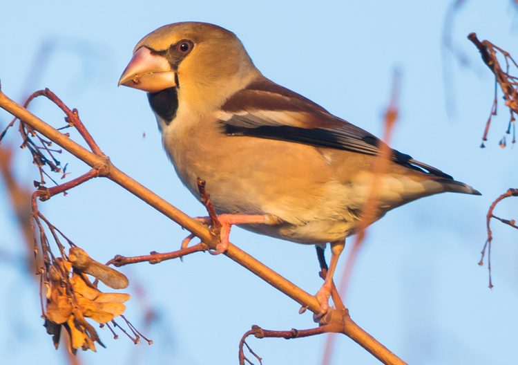 Barnsley Bird Sightings Broomhill Flash 07012018 Hawfinch