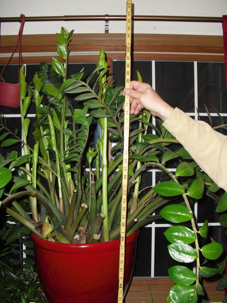 Life Among The Leaves Unidentified Zamioculcas Like Object What Have life-among-the-leaves-unidentified-zamioculcas-like-object-what-have