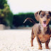 Quem disse que os animais não sorriem? Observe e deixe-se contagiar