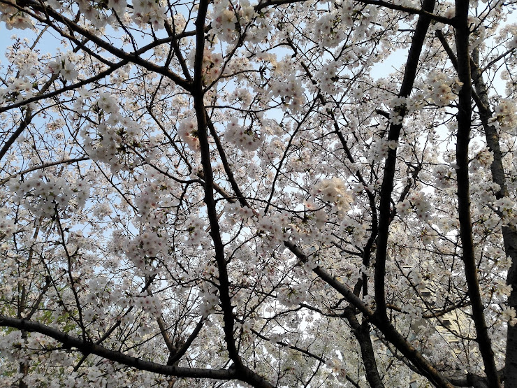 満開の桜の枝のズームアップ
