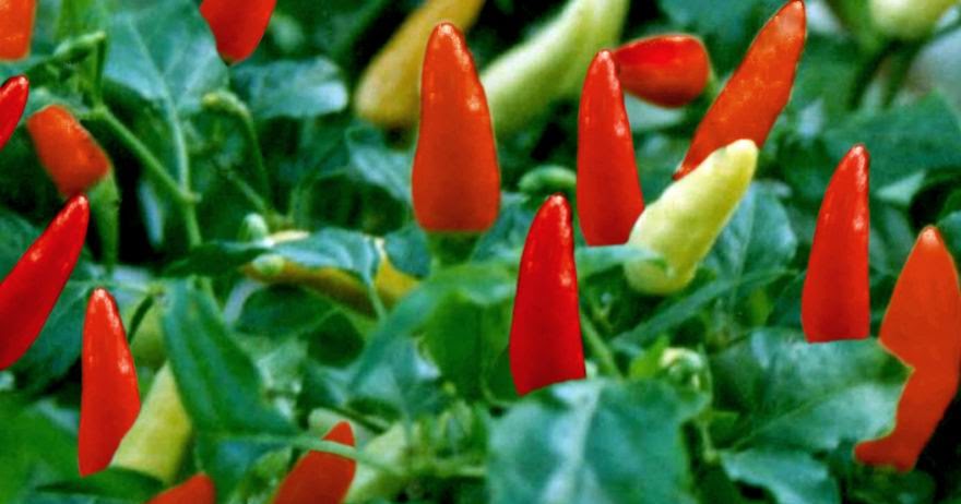 Cara menanam Tanaman Obat herbal dan Jamu tradisional 