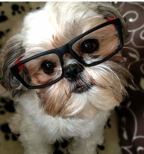 Como os cães da raça shih tzu enxerga