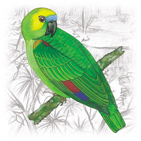 Papagaio-Verdadeiro (Amazona aestiva)