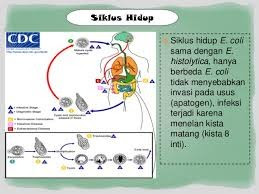 Siklus hidup Entamoeba coli Siklus hidup Entamoeba coli
