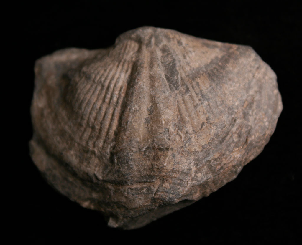 Louisville Fossils and Beyond Spirifer macronatus of New York