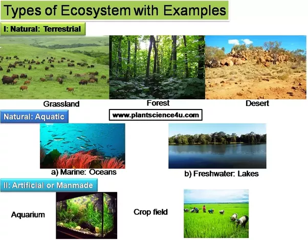5th-grade-ecosystems-bt