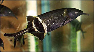 Alphanet Fish fenomena: Elephant Fish