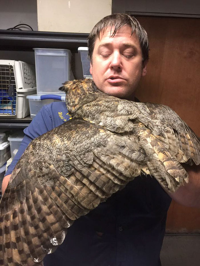 Owl Recognizes The Man Who Saved Her, Gives Him The Most Heartfelt Hug