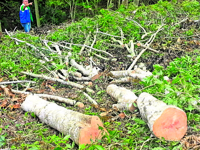 Periódico 15 UNAB: Tala indiscriminada de árboles en Lebrija preocupa a las  autoridades