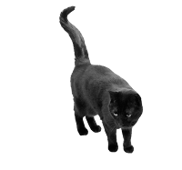 gato preto com rabo alto gato preto com rabo alto
